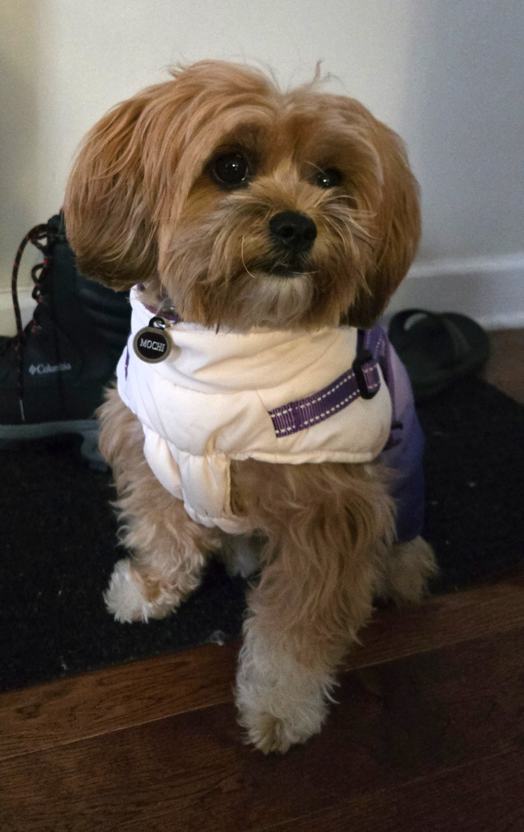 Mochi, the inspiration behind Pet Diaries