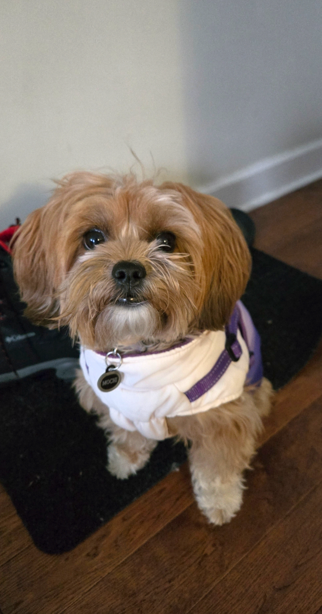 Mochi the traveling pup